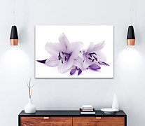 Obraz Fialová ľalia 1776